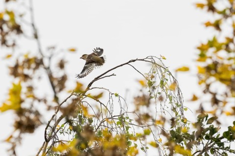 Hawfinch