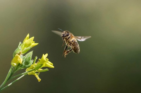 Honey Bee collecting pollen on yellow rape flower