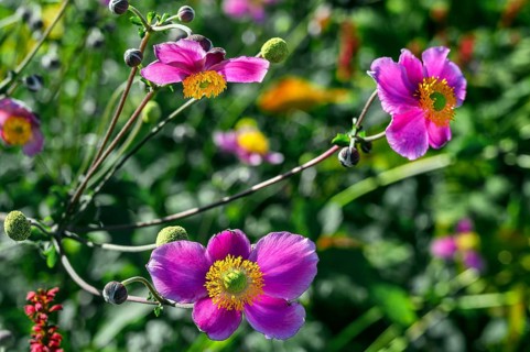 Chinese anemones