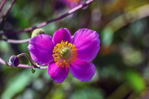 Autumn anemone