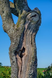 Knotholes in a tree trunk
