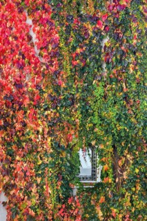Wreathed window