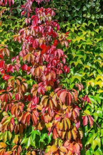 Wall overgrown with five-leaved wild vine