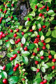 Rockspray cotoneaster