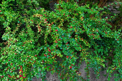 Rockspray cotoneaster
