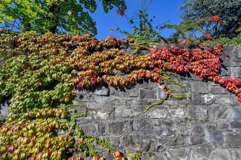 City wall overgrown with wild vine