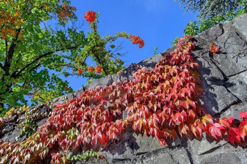 Town wall with wild vine