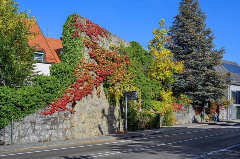 Burgstraße with last remains of the town wall overgrown with wild vine