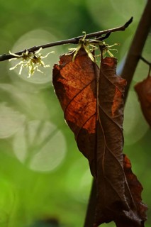 (Hamamelis), Autumn, Germany, Europe