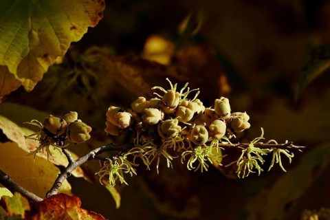 (Hamamelis), Autumn, Germany, Europe