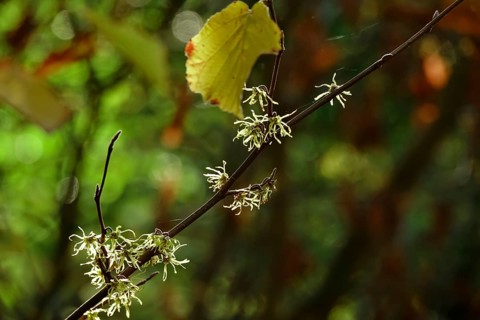 (Hamamelis), Autumn, Germany, Europe