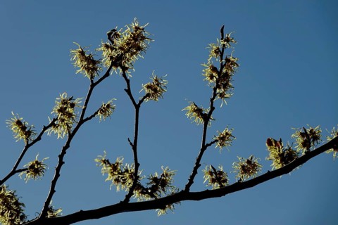 (Hamamelis), Autumn, Germany, Europe