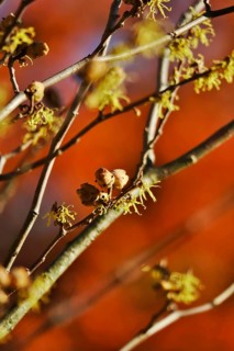 (Hamamelis), Autumn, Germany, Europe