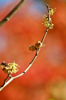(Hamamelis), Autumn, Germany, Europe