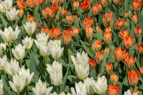 Flowerbed with white and orange tulips