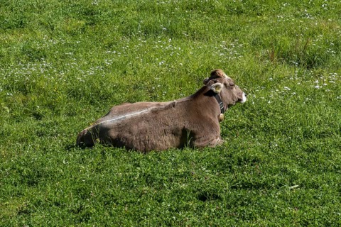 Cattle lying on a mountain pasture