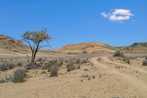 Camel thorn