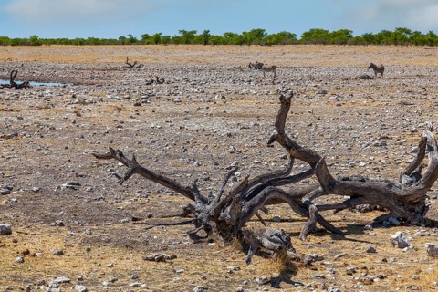 Landscape in Etosha National Park