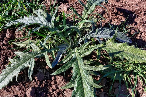 Artichoke