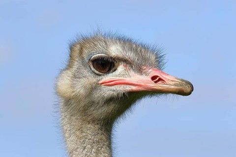 Common ostrich