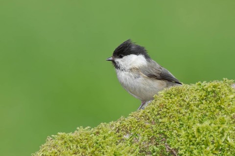 Willow Tit