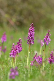 Early purple orchid