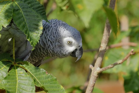 Grey parrot
