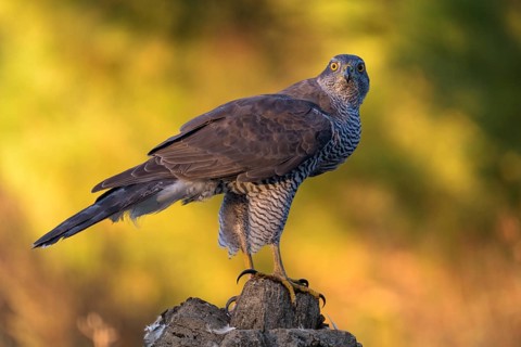 Northern goshawk