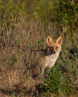 Red fox