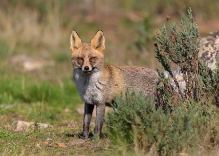 Red fox