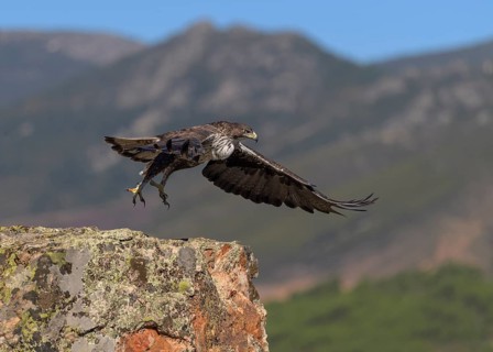 Bonelli's eagle