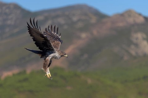 Bonelli's eagle