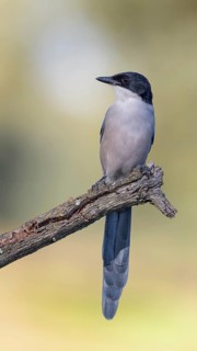 Blue magpie