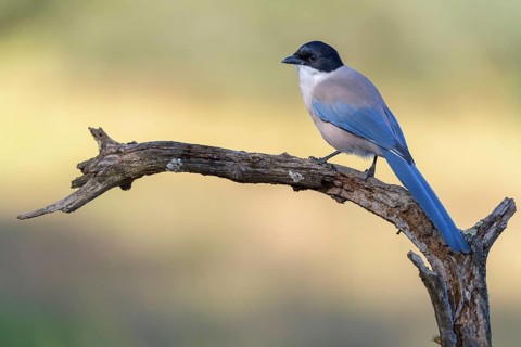 Blue magpie