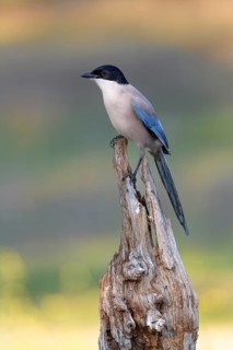 Blue magpie