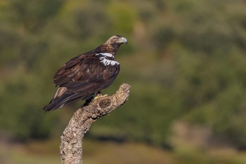 Spanish imperial eagle