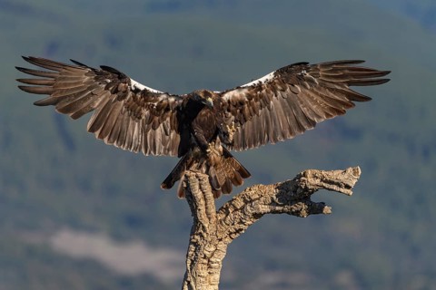 Spanish imperial eagle