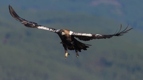 Spanish imperial eagle