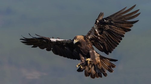 Spanish imperial eagle