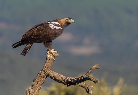 Spanish imperial eagle
