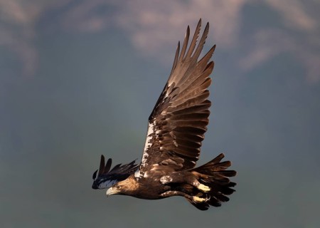 Spanish imperial eagle