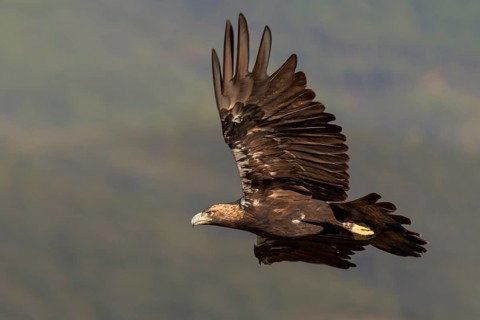 Spanish imperial eagle