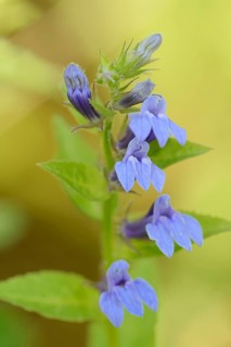 Blue cardinal lobelia