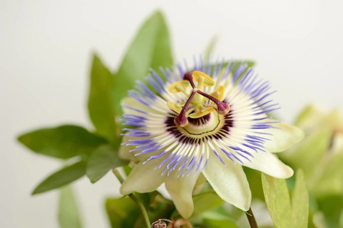 Blue passion flower