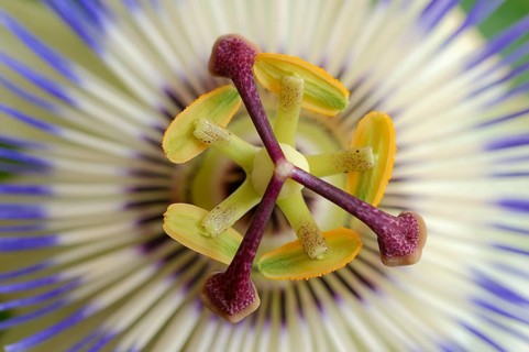 Blue passion flower