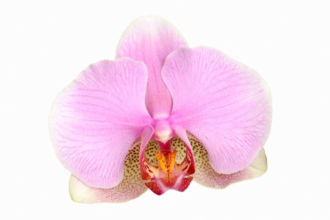 Phalaenopsis or butterfly orchid
