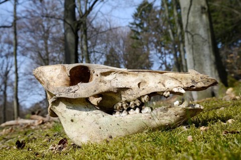 European wild boar