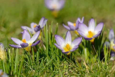 Sieber crocus or Greek dwarf crocus