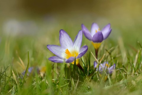Sieber crocus or Greek dwarf crocus