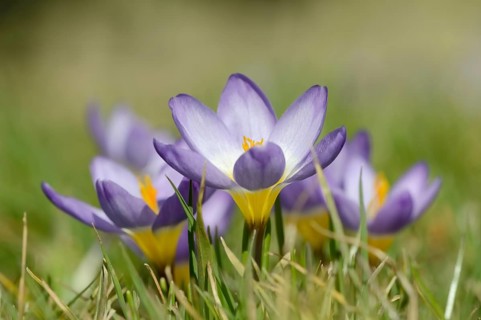 Sieber crocus or Greek dwarf crocus